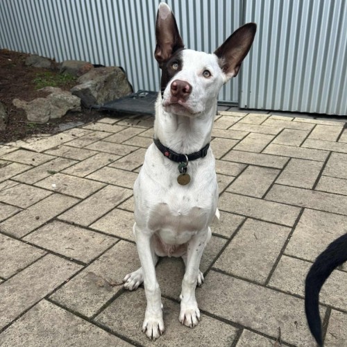 No photo for Thackery Earwicket