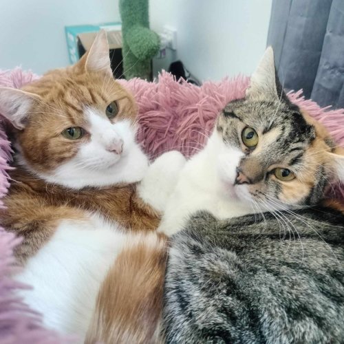 Gizmo & Boo *9 Lives Project Rescue*