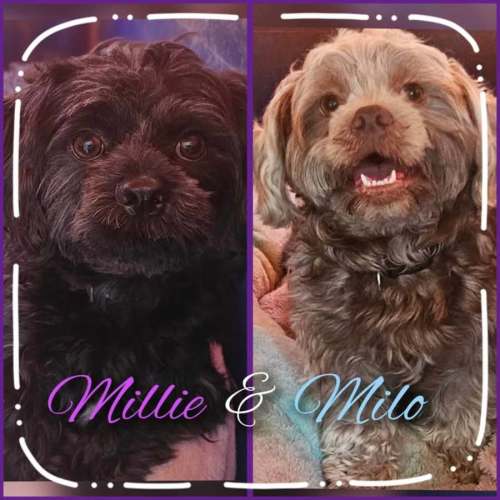 Milo and Millie