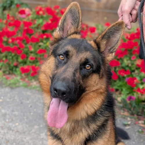 Sarge