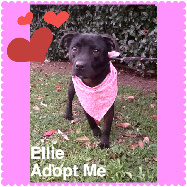 Photo of Ellie  (Now On Adoption Trial 