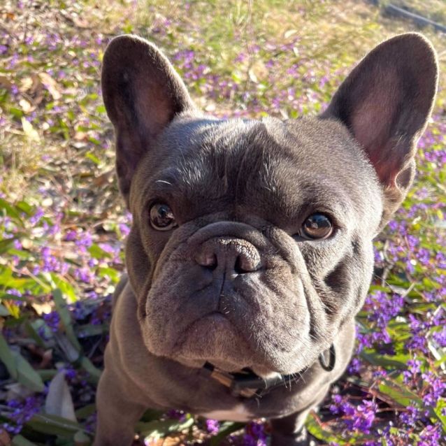French bulldogs for rescue near me 2025