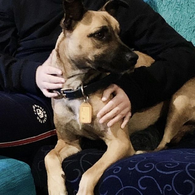 Photo of Dewie Db517