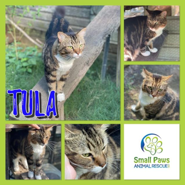 Photo of Tula
