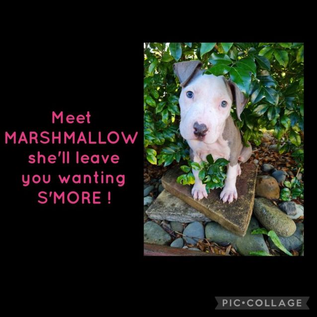 Photo of Marshmallow ~ Staffy X Puppy (Adopted 29/05/2022)
