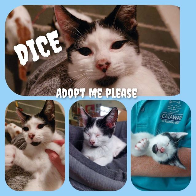 Photo of Dice