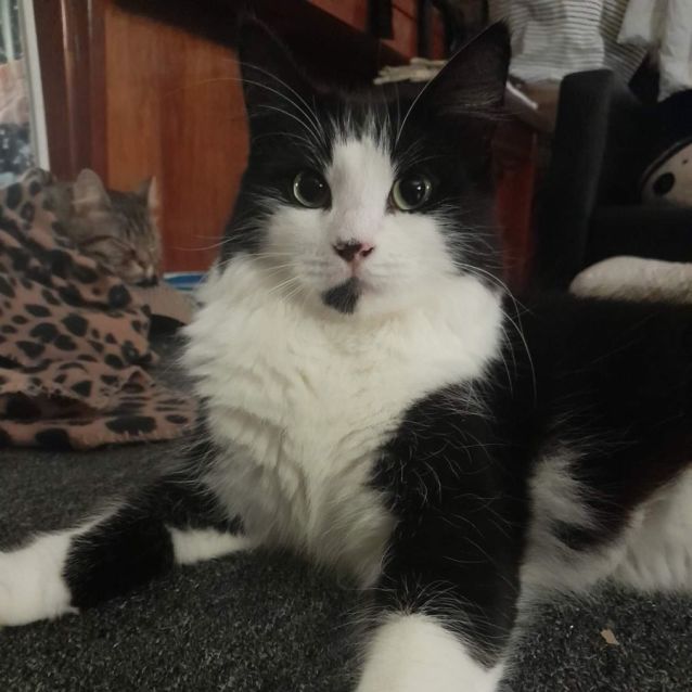 Photo of Misty And Banjo (Mother And Son)