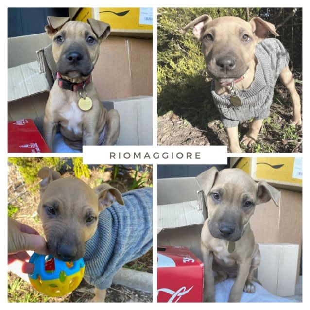 Photo of Riomaggiore   Cinque Pup