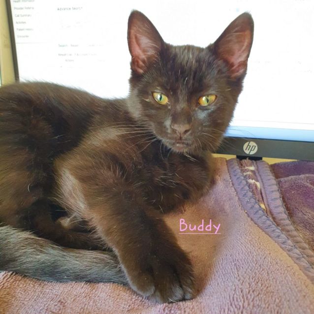 Photo of Buddy