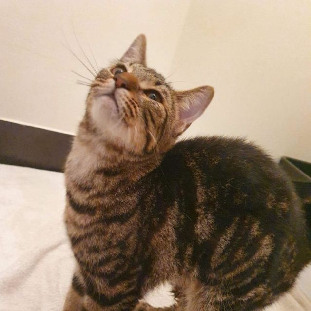 Photo of Tigger