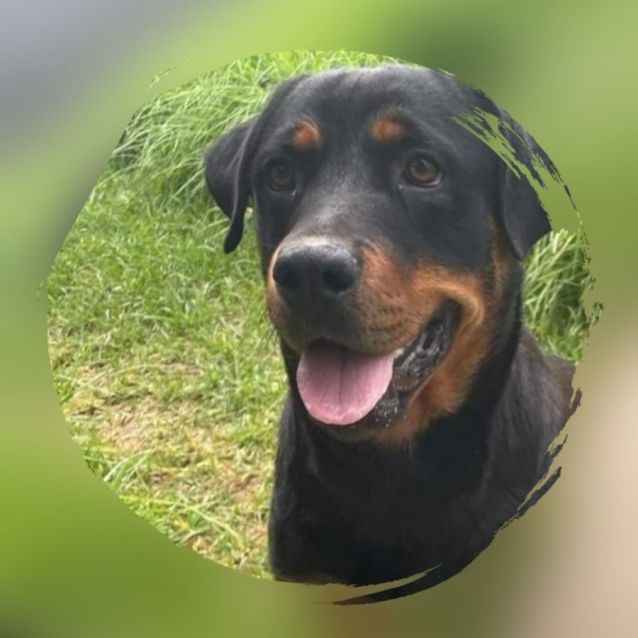 Photo of Stella ** Pure Breed Rottweiler **