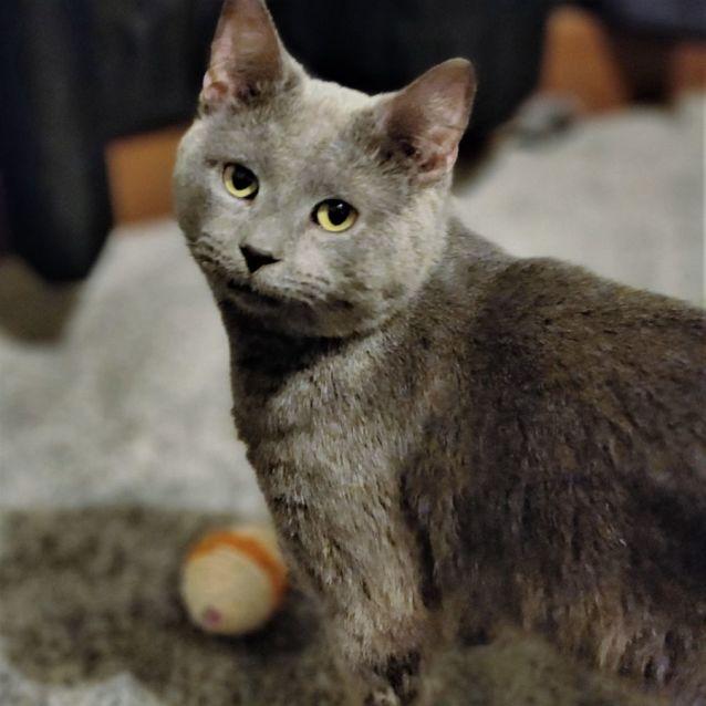 Photo of Dexter ^^Dandy Cat Rescue^^