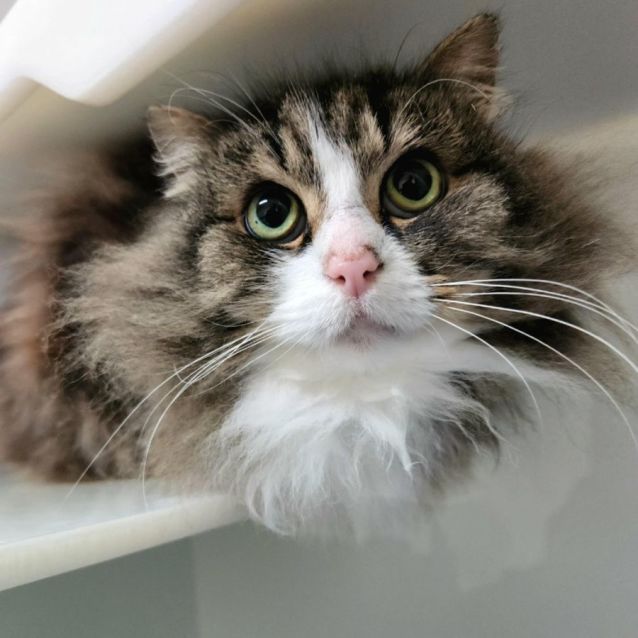 Photo of ⭐ Sylvester F02222 ⭐