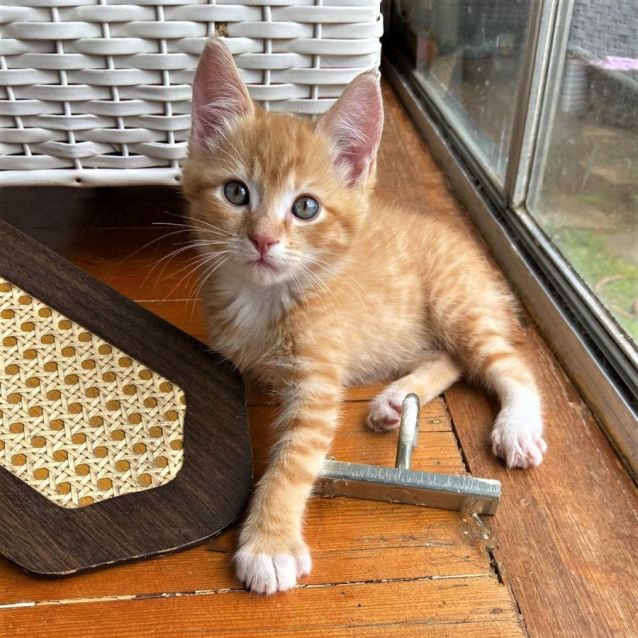 Photo of Skip ^^Dandy Cat Rescue^^