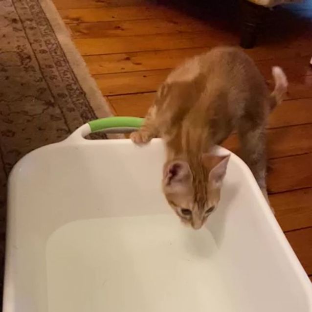 Photo of Dennis ^^Dandy Cat Rescue^^