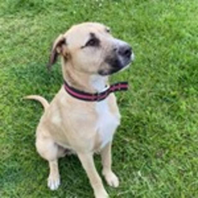 Photo of Dexter