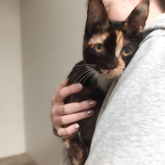 Photo of Anneli **2nd Chance Cat Rescue**