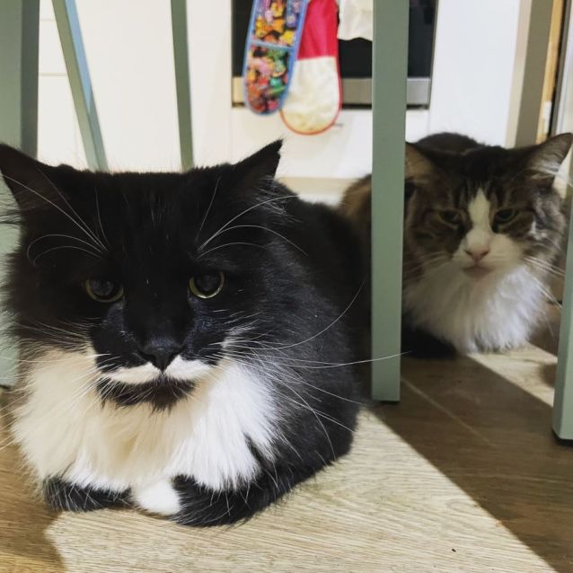 Photo of Timmy & Nash   Bonded Gentlemen 