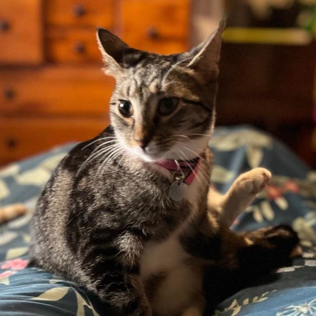 Photo of Phoenix