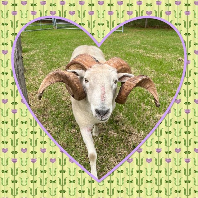 Photo of 🐏 Rambo Stk127 🐏