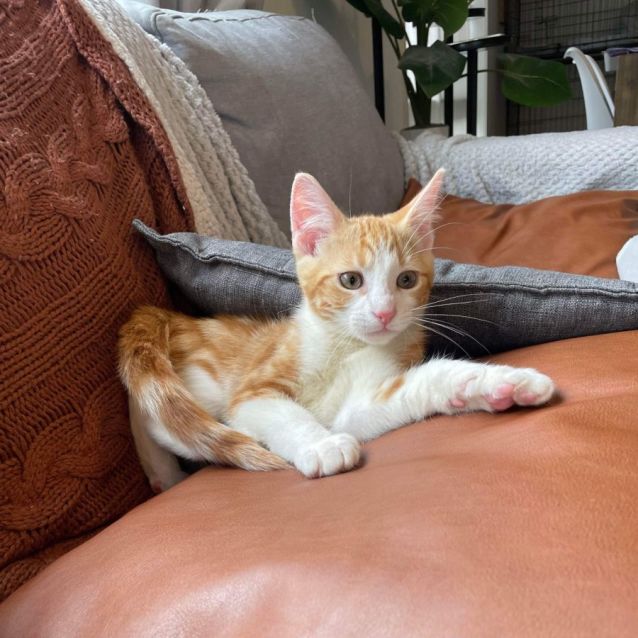 Jeebie Come meet me Petbarn Richmond Male Domestic Short Hair Cat