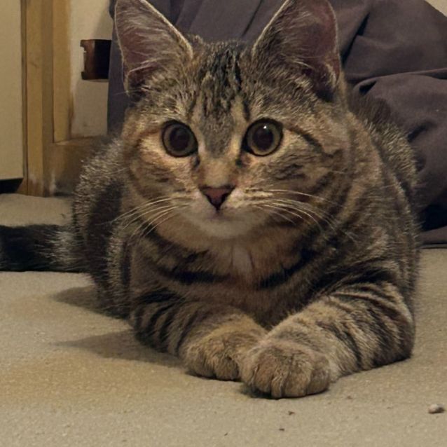 Photo of Thunder (Located In Rowville)