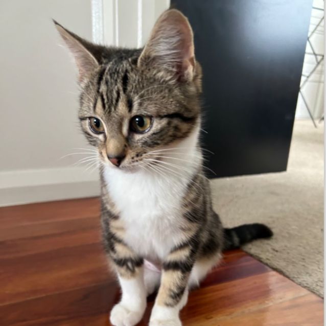 Photo of Valeria **2nd Chance Cat Rescue**