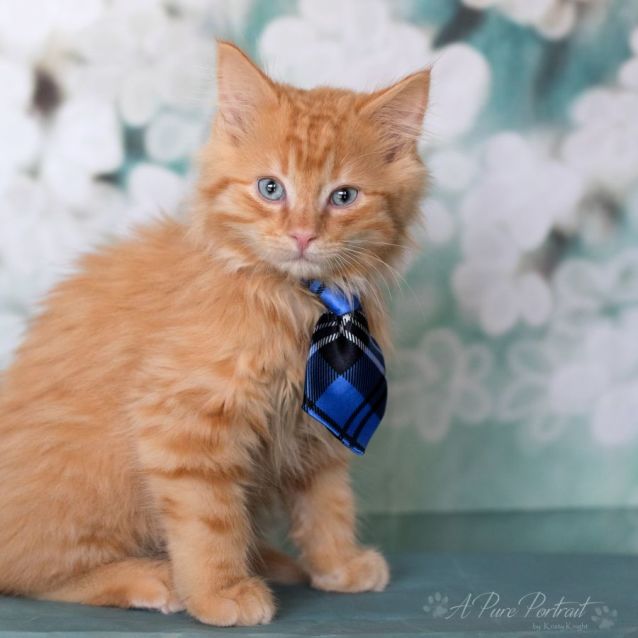 Photo of Humphrey + Barney