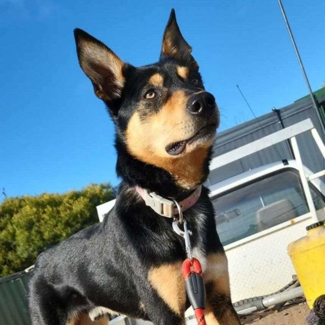 Photo of Dixie Normous