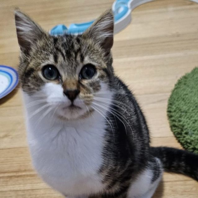 Photo of Merlot ^^Dandy Cat Rescue^^