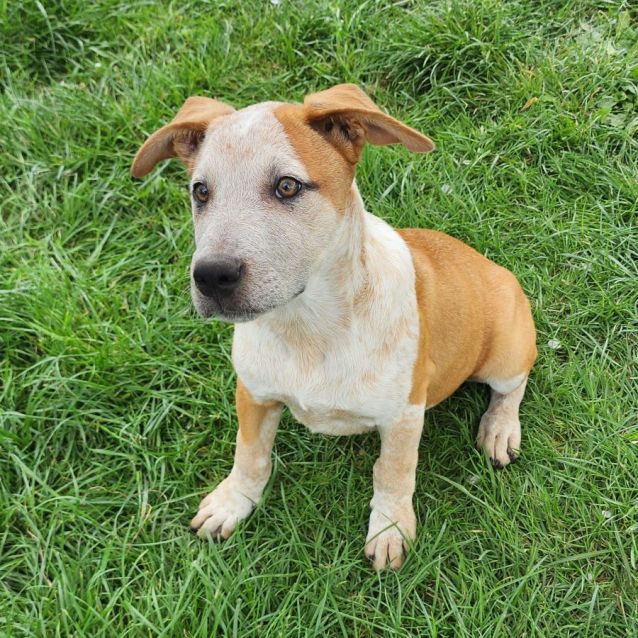 Kip - Medium Male Red Heeler Mix Dog in VIC - PetRescue