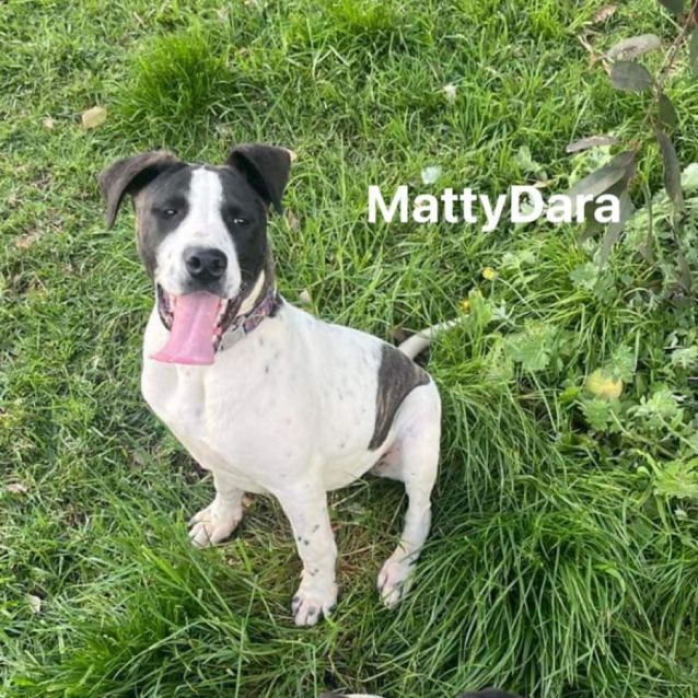 Mattydara Large Male Great Dane x Staffy Mix Dog in VIC PetRescue