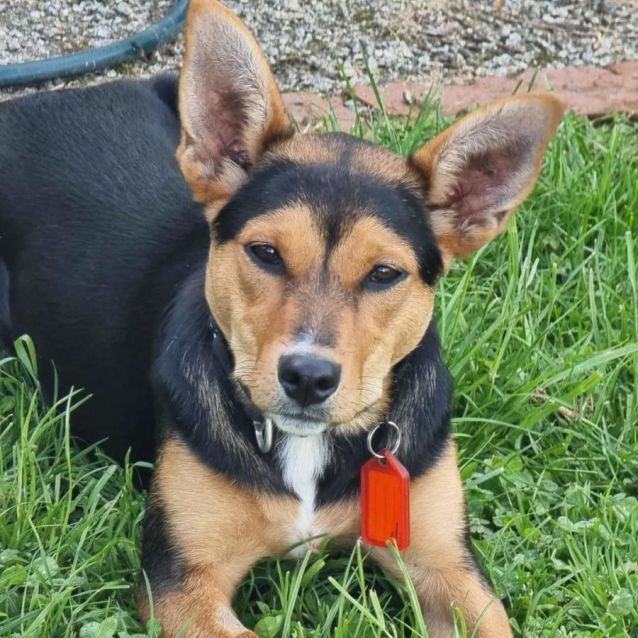 Photo of Valencianite 