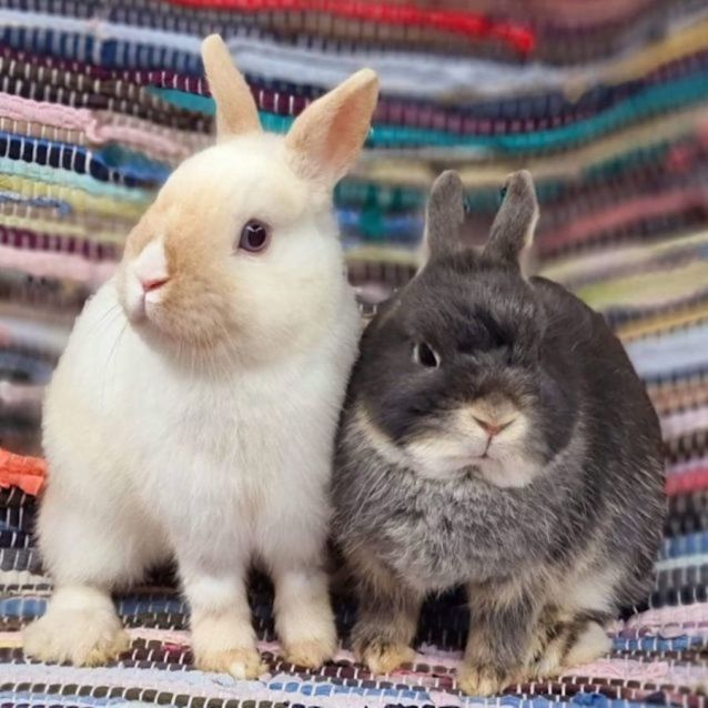 Photo of Cloud & Snowy (Located In Wantirna South)