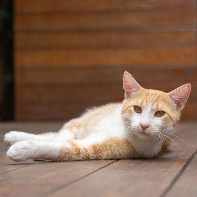 Photo of Rapha & Kheis