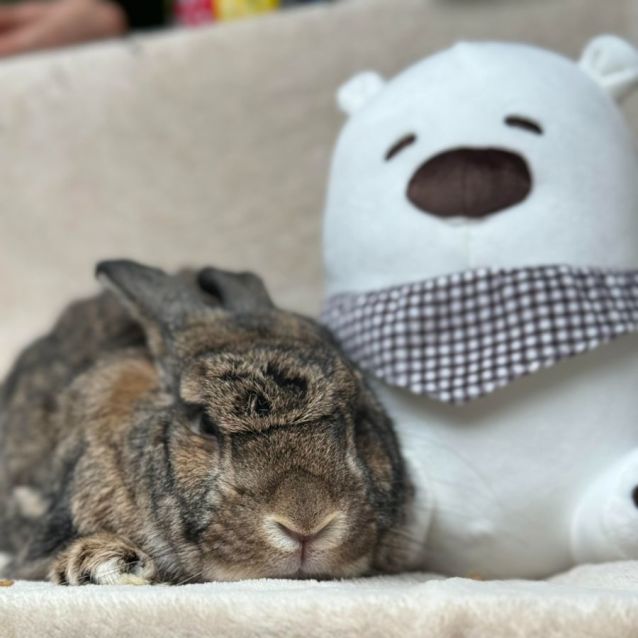 Photo of Biscuit (Located In Point Cook)