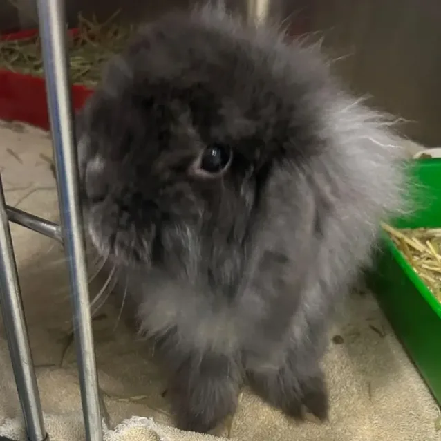 Photo of Austin Powers