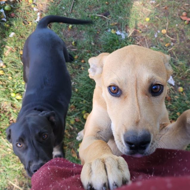 Honey Large Female Labrador x Kelpie x Bull Arab Mix Dog in VIC PetRescue