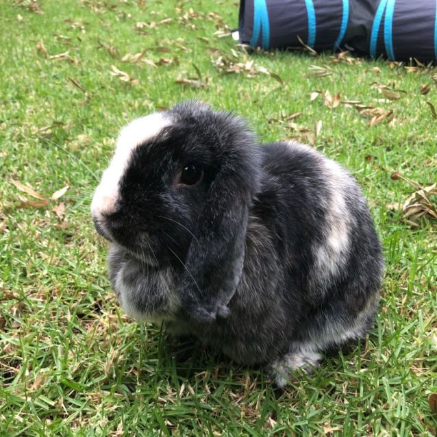 Photo of Trifle (Located In Mount Eliza)