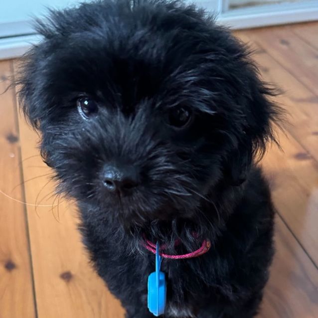 Photo of Momo