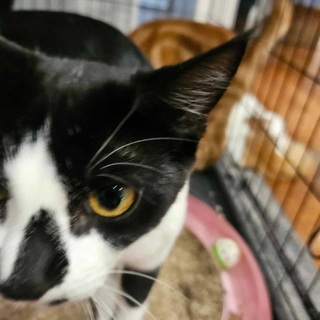 Photo of Penguin   Located In Melton South