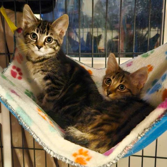 Photo of Janik **2nd Chance Cat Rescue**