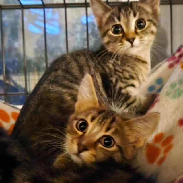 Photo of Janik **2nd Chance Cat Rescue**
