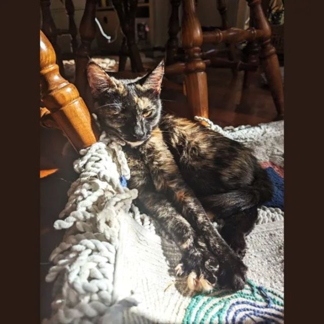 Photo of Imogen   Located In Westmeadows