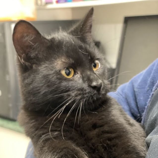 Photo of Miss Pickle