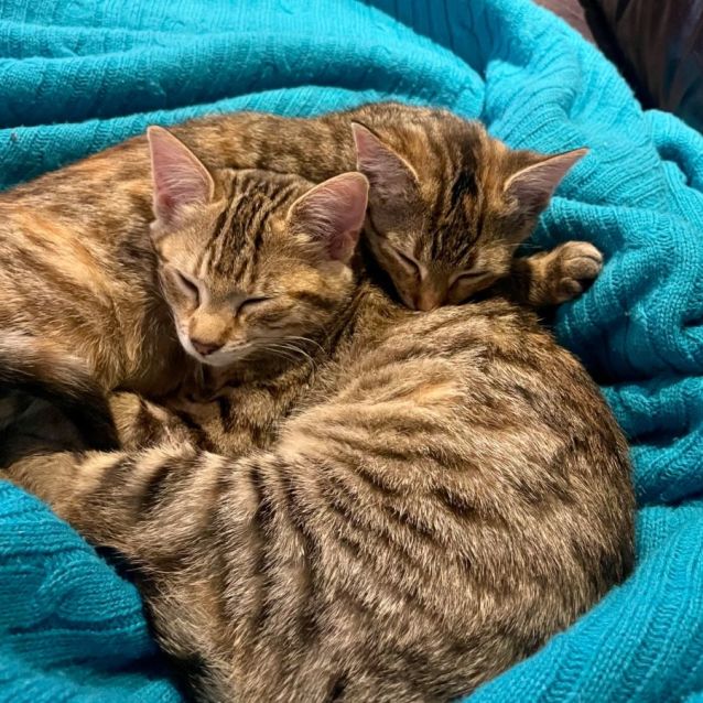 Photo of Luna And Missy 