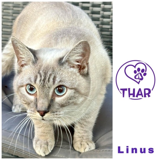 Photo of Linus