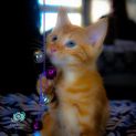 Photo of Boss Male Kitten (On Trial 24/07/2022)