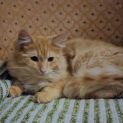 Photo of Ranger ^Dandy Cat Rescue^
