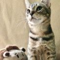 Photo of Beautiful Benji